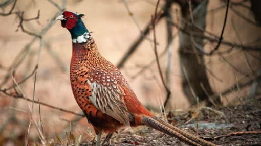 Image of pheasant by Juha Suhonen on Pixabay.com