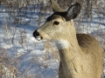 White tailed deer photo by H. Cuthill