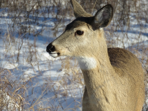 White tailed deer photo by H. Cuthill